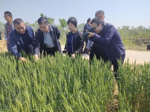 喬日紅調研指導絳縣小麥凍害，推進農業技術推廣助力生產