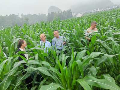 自治區(qū)農(nóng)業(yè)農(nóng)村廳唐咸來副廳長率隊(duì)到我市調(diào)研基層農(nóng)技推廣工作