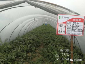 科技潤沃土 服務(wù)零距離 立本作物科技的田間推廣實(shí)踐